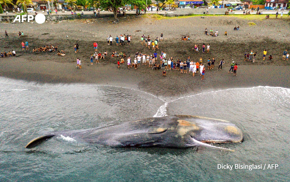 aerial picture of sperm whale stranted on the beach, Indonesia