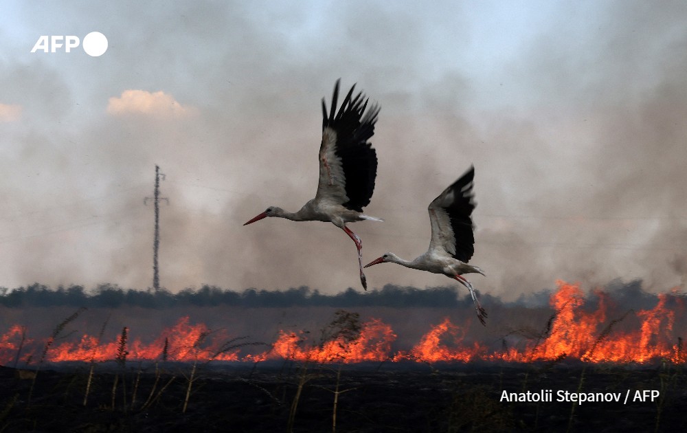 Stork fly over a burning field in Ukraine