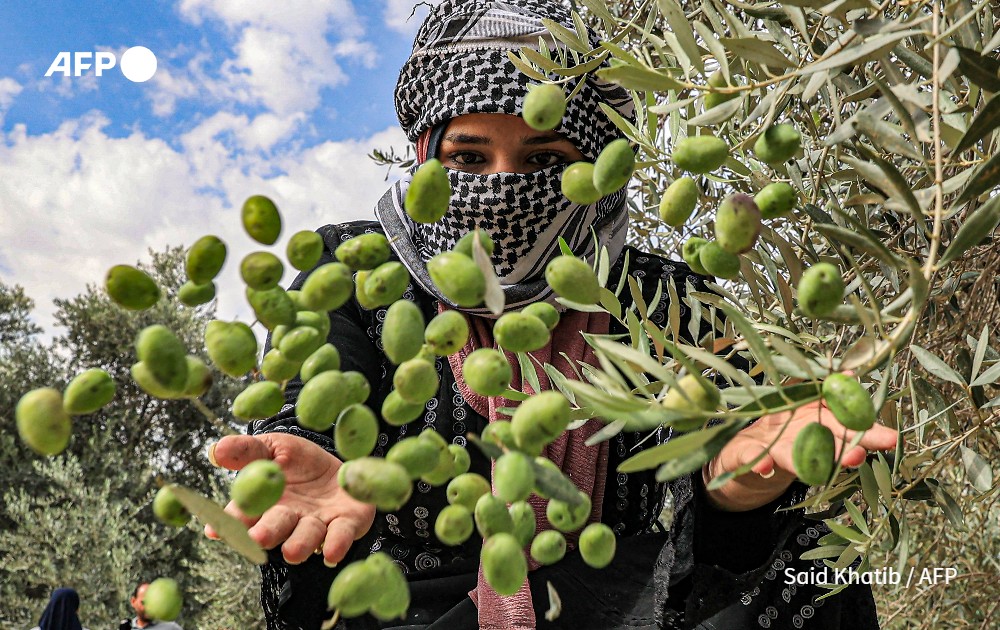 Woman throws olives, Gaza