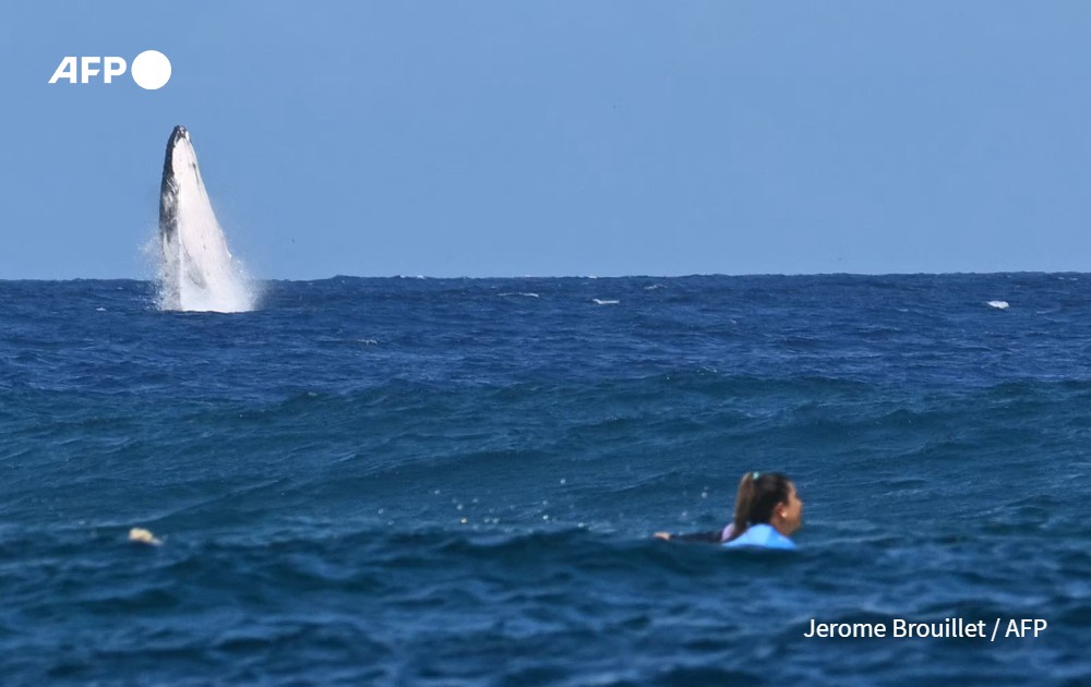 A whale breaches during surfing competition