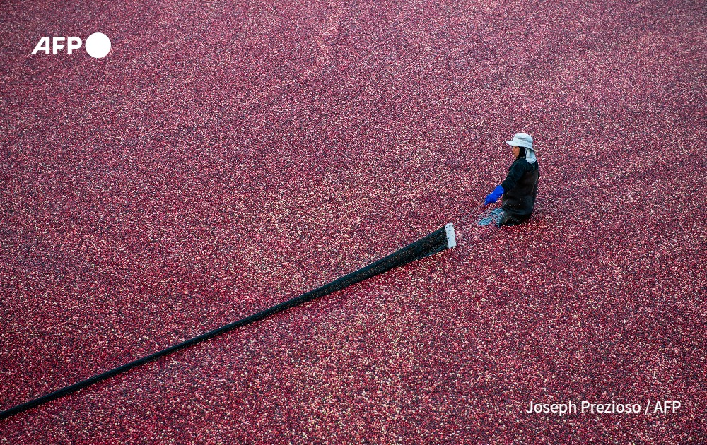 a farmhand uses a boom to help coral cranberries to the pump at the Mann Farm in Buzzards Bay