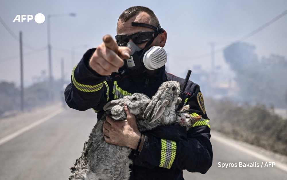 AFP picture by Spyros Bakalis - Fireman with two rabbits